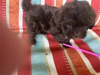 A, a male Shihpoo for sale in Bonneau, SC – 5 of 8
