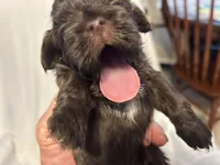 A, a female Poodle - Toy  for sale in Bonneau, SC – 3 of 6
