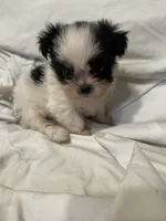 5, a female Shih Tzu for sale in Bonneau, SC – 9 of 10