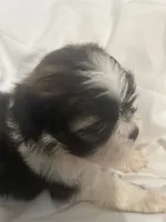 A, a male Shih Tzu for sale in Bonneau, SC – 6 of 8