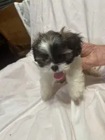 D, a male Shih Tzu for sale in Bonneau, SC – 7 of 7