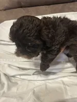 10, a female Shihpoo for sale in Bonneau, SC – 6 of 10