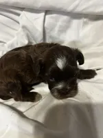 A, a male Shihpoo for sale in Bonneau, SC – 7 of 10