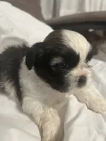 B, a male Shih Tzu for sale in Bonneau, SC – 4 of 9