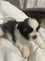 B, a male Shih Tzu for sale in Bonneau, SC – 6 of 9