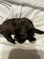 B, a male Shihpoo for sale in Bonneau, SC – 5 of 10