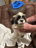 5, a male Shih Tzu for sale in Bonneau, SC – Photo 3 of 3