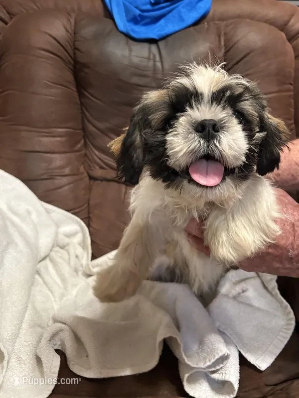 5, a male Shih Tzu for sale in Bonneau, SC – Photo 1 of 3