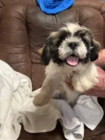 5, a male Shih Tzu for sale in Bonneau, SC – Photo 1 of 3