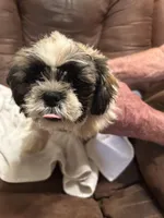 5, a male Shih Tzu for sale in Bonneau, SC – Photo 2 of 3