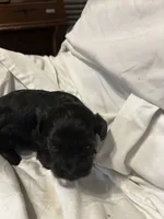 C, a male Shihpoo for sale in Bonneau, SC – 2 of 9