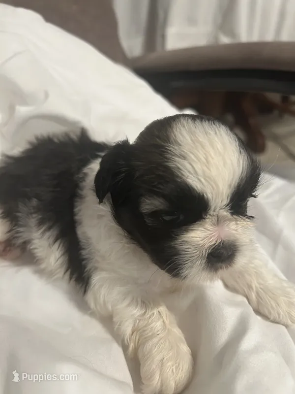 B – Shih Tzu puppy for sale in Bonneau, SC