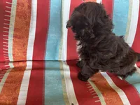 A, a male Shihpoo for sale in Bonneau, SC – 6 of 8