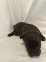A, a female Shihpoo for sale in Bonneau, SC – 4 of 9
