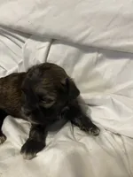 B, a male Shihpoo for sale in Bonneau, SC – 3 of 10