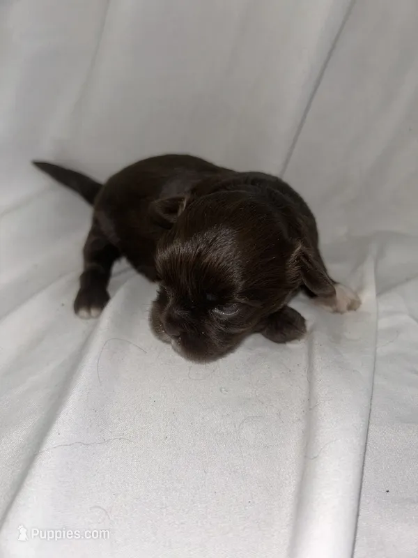 2 – Shihpoo puppy for sale in Bonneau, SC