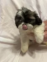 D, a male Shih Tzu for sale in Bonneau, SC – 4 of 7