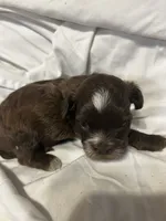 A, a male Shihpoo for sale in Bonneau, SC – 6 of 10