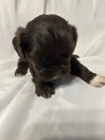 A, a male Shihpoo for sale in Bonneau, SC – 5 of 5