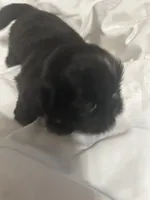 2, a female Shih Tzu for sale in Bonneau, SC – 3 of 9