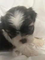 A, a male Shih Tzu for sale in Bonneau, SC – 2 of 8