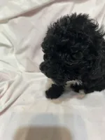 3, a female Poodle - Toy  for sale in Bonneau, SC – Photo 3 of 6