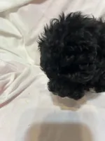 3, a female Poodle - Toy  for sale in Bonneau, SC – Photo 1 of 6