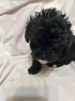 3, a female Poodle - Toy  for sale in Bonneau, SC – Photo 5 of 6