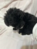 3, a female Poodle - Toy  for sale in Bonneau, SC – Photo 6 of 6