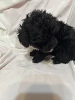 3, a female Poodle - Toy  for sale in Bonneau, SC – Photo 2 of 6