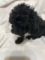 3, a female Poodle - Toy  for sale in Bonneau, SC – Photo 4 of 6