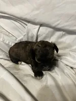 B, a male Shihpoo for sale in Bonneau, SC – 1 of 10