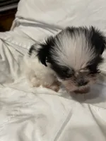 5, a female Shih Tzu for sale in Bonneau, SC – 2 of 10
