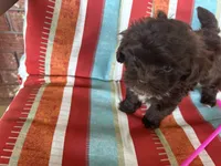 A, a male Shihpoo for sale in Bonneau, SC – 8 of 8