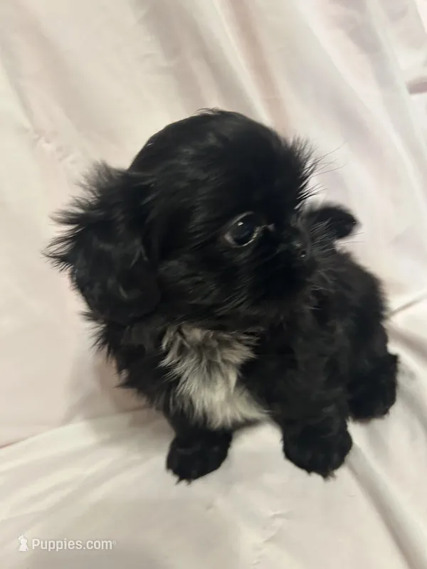 2 – Shih Tzu puppy for sale in Bonneau, SC