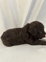 G, a female Poodle - Toy  for sale in Bonneau, SC – 4 of 7
