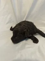 A, a female Shihpoo for sale in Bonneau, SC – 5 of 9