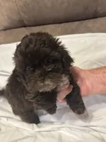 10, a female Shihpoo for sale in Bonneau, SC – 9 of 10
