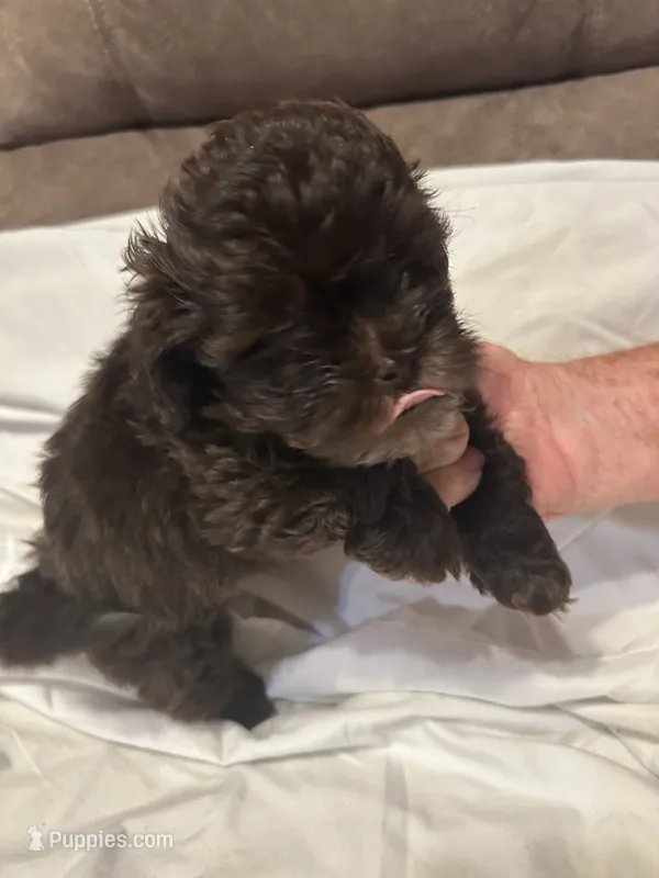 10 – Shihpoo puppy for sale in Bonneau, SC