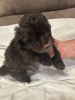 10, a female Shihpoo for sale in Bonneau, SC – 1 of 10