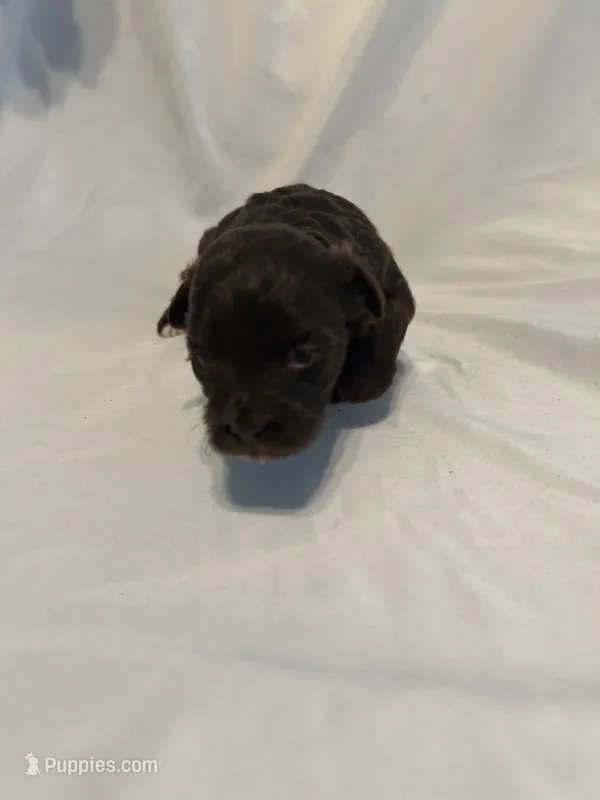 A – Shihpoo puppy for sale in Bonneau, SC