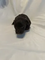 A, a female Shihpoo for sale in Bonneau, SC – 1 of 9