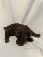 G, a female Poodle - Toy  for sale in Bonneau, SC – 3 of 7