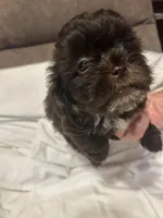 10, a female Shihpoo for sale in Bonneau, SC – 3 of 10