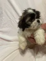 D, a male Shih Tzu for sale in Bonneau, SC – 6 of 7