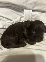 D, a female Shihpoo for sale in Bonneau, SC – 1 of 10