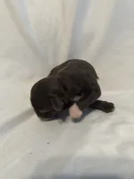 2, a female Shihpoo for sale in Bonneau, SC – 4 of 6