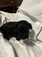 C, a male Shihpoo for sale in Bonneau, SC – 3 of 9