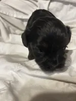 C, a male Shihpoo for sale in Bonneau, SC – 7 of 9