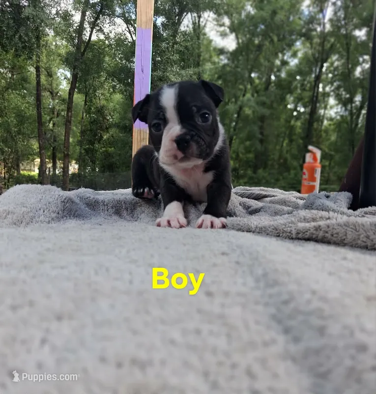 Boy – Boston Terrier puppy for sale in Branford, FL